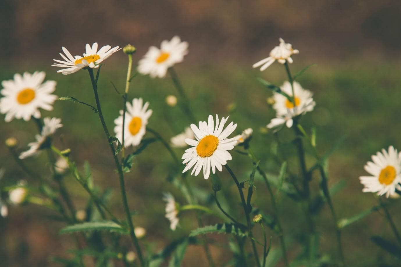5 Amazing Places To Buy Native Wildflower Seeds